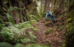 La Palma trail rijden in de bossen